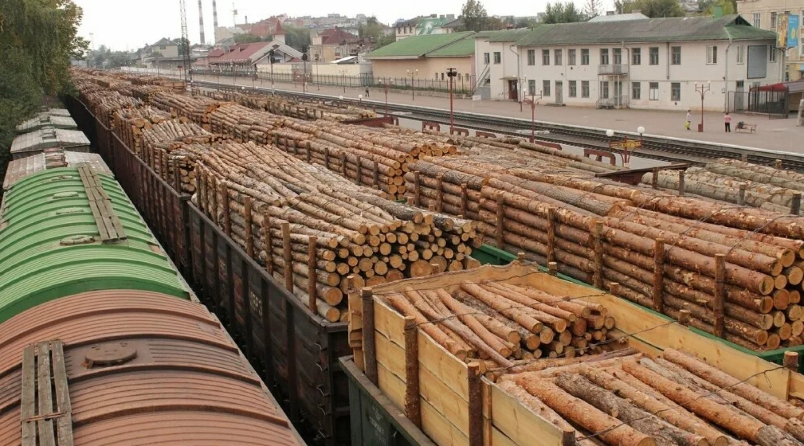 Лес в китае