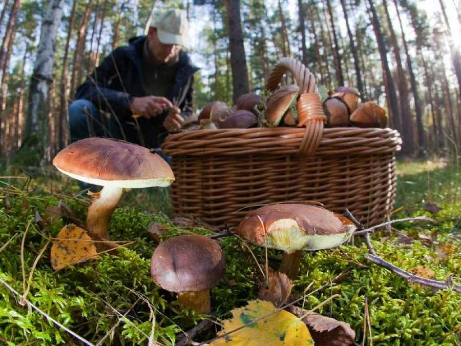 Picking mushrooms. Грибы и грибники Волгоградской области 2020. Сбор грибов. Сбор грибов в лесу. Грибной лес.