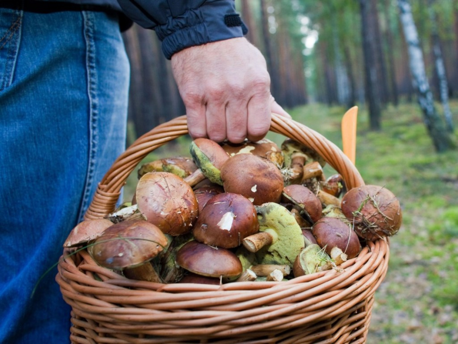 С ноября по апрель нормы сбора грибов и ягод для граждан будут отменены