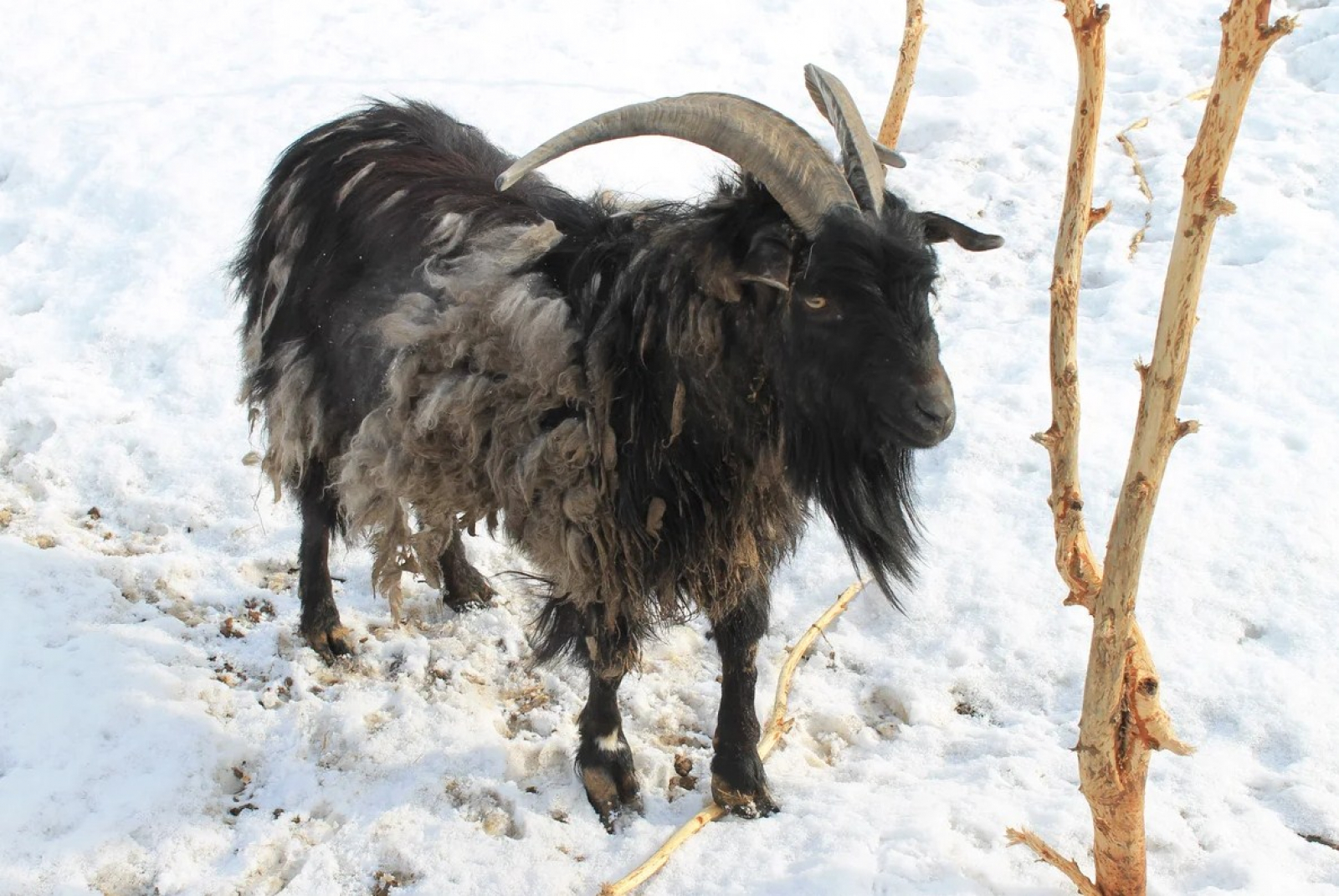 Козёл из Новосибирска предсказал крупномасштабную войну между Ираном и США