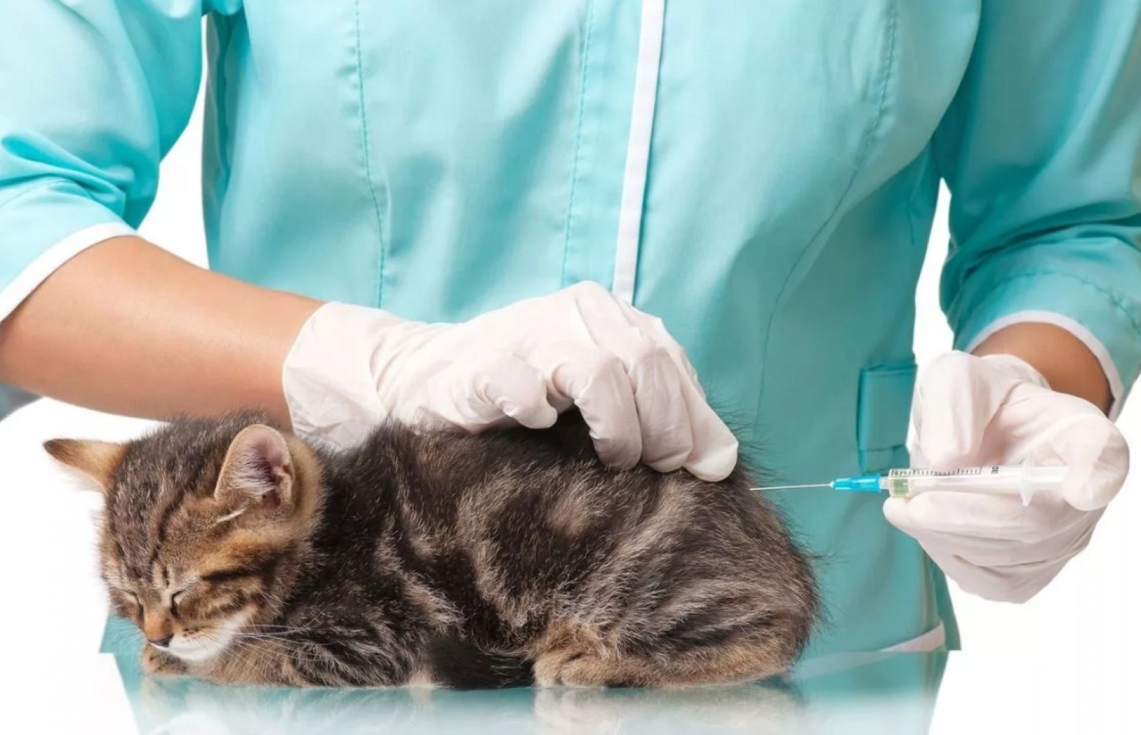 Привить кошку от бешенства. Вакцинация кошек. Внутримышечная инъекция кошке. Прививка для кошек.