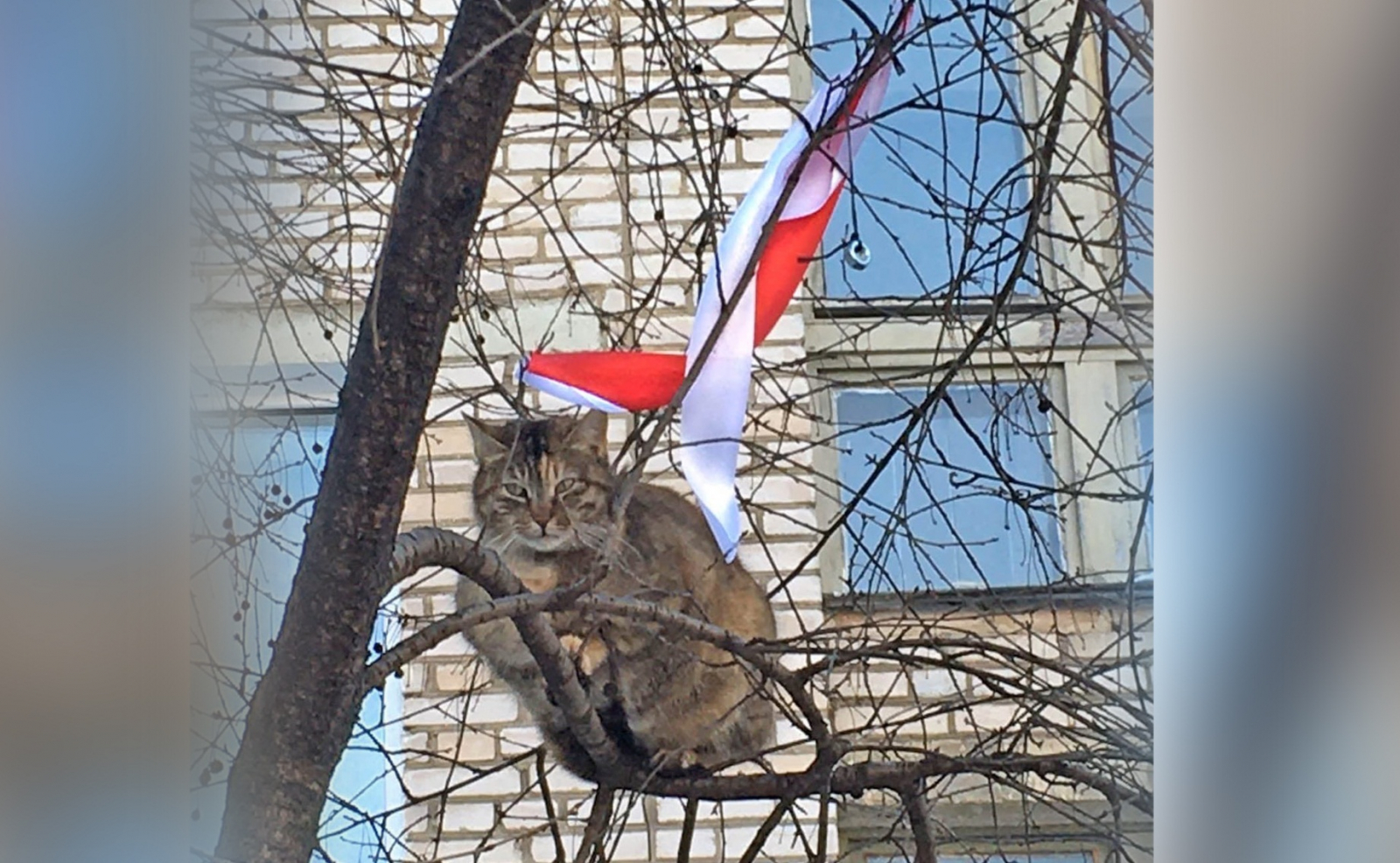 Минский кот. Белорусский кот.