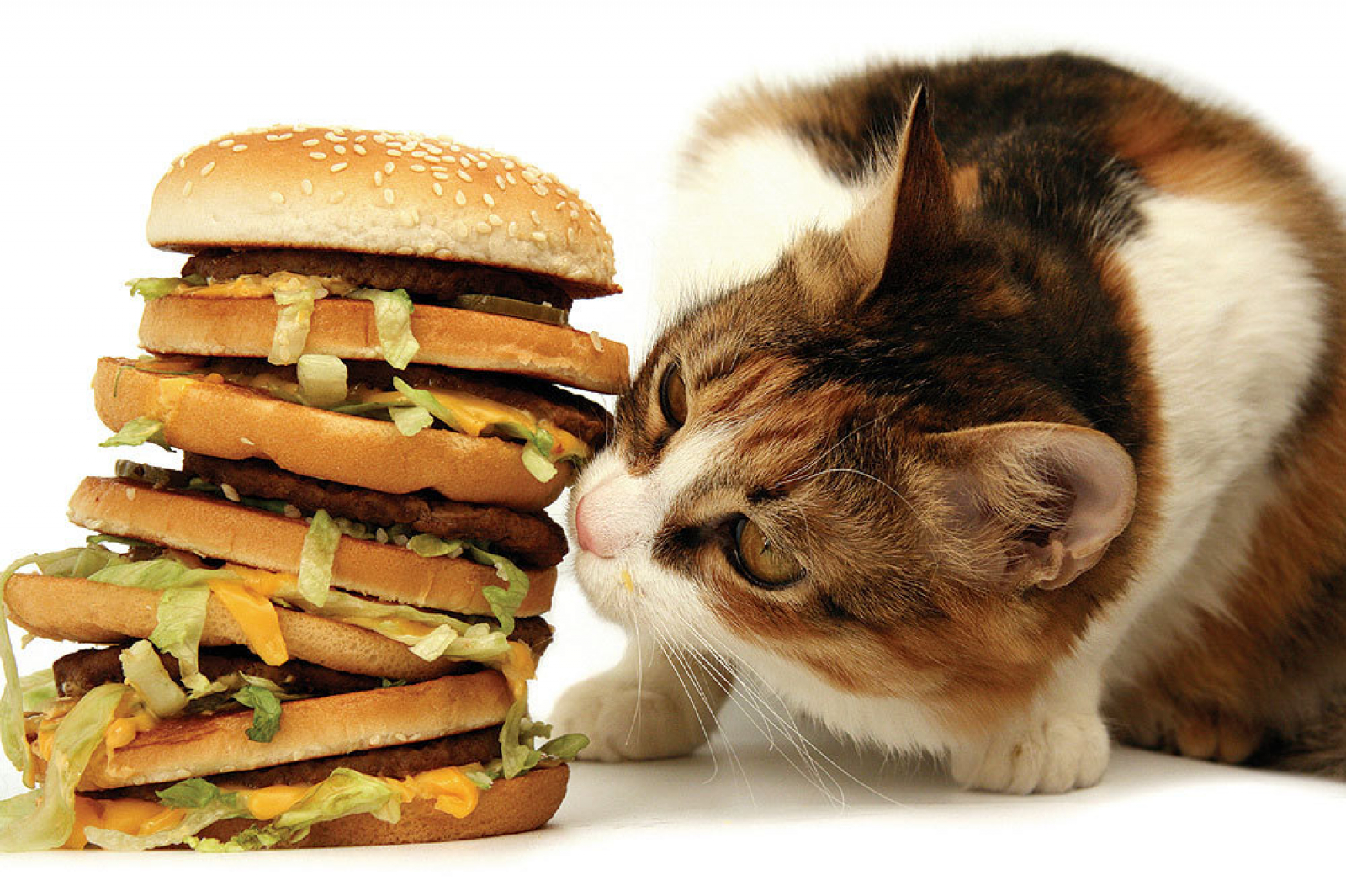 Бутерброд котик