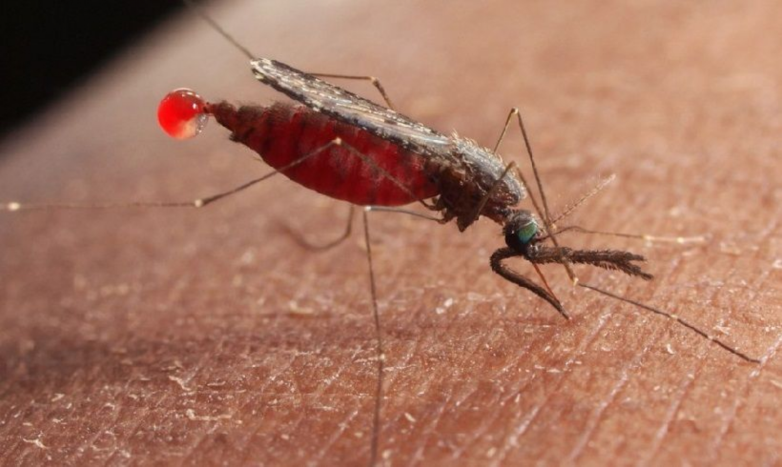 Почему для борьбы с малярией