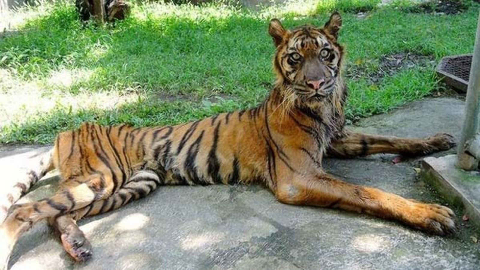 Толстый хищник. Зоопарк Сурабая Индонезия. Старый тигр.