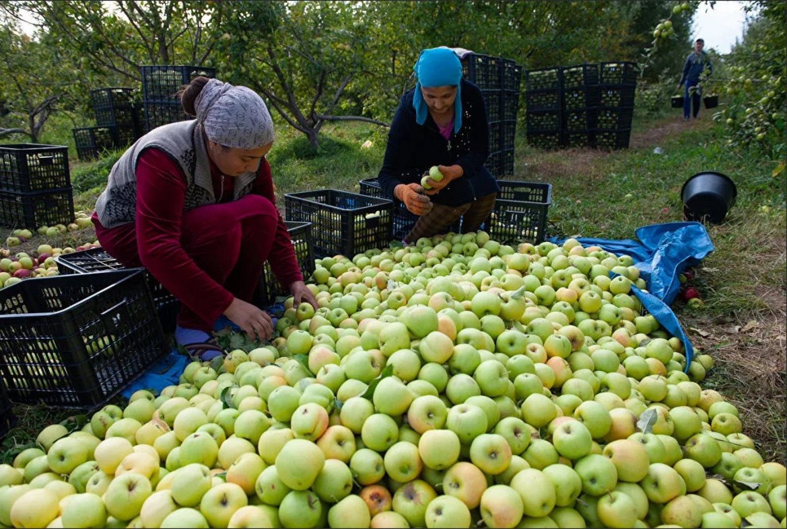 яблоки казахстан