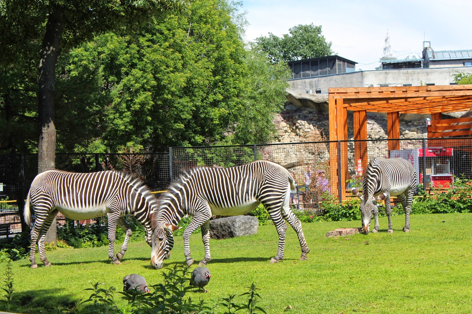 Moscow zoo. Московский зоопарк зоопарки. Зоосад Московского зоопарка. Московский государственный Зоологический парк. Московский зоопарк Москва животные.