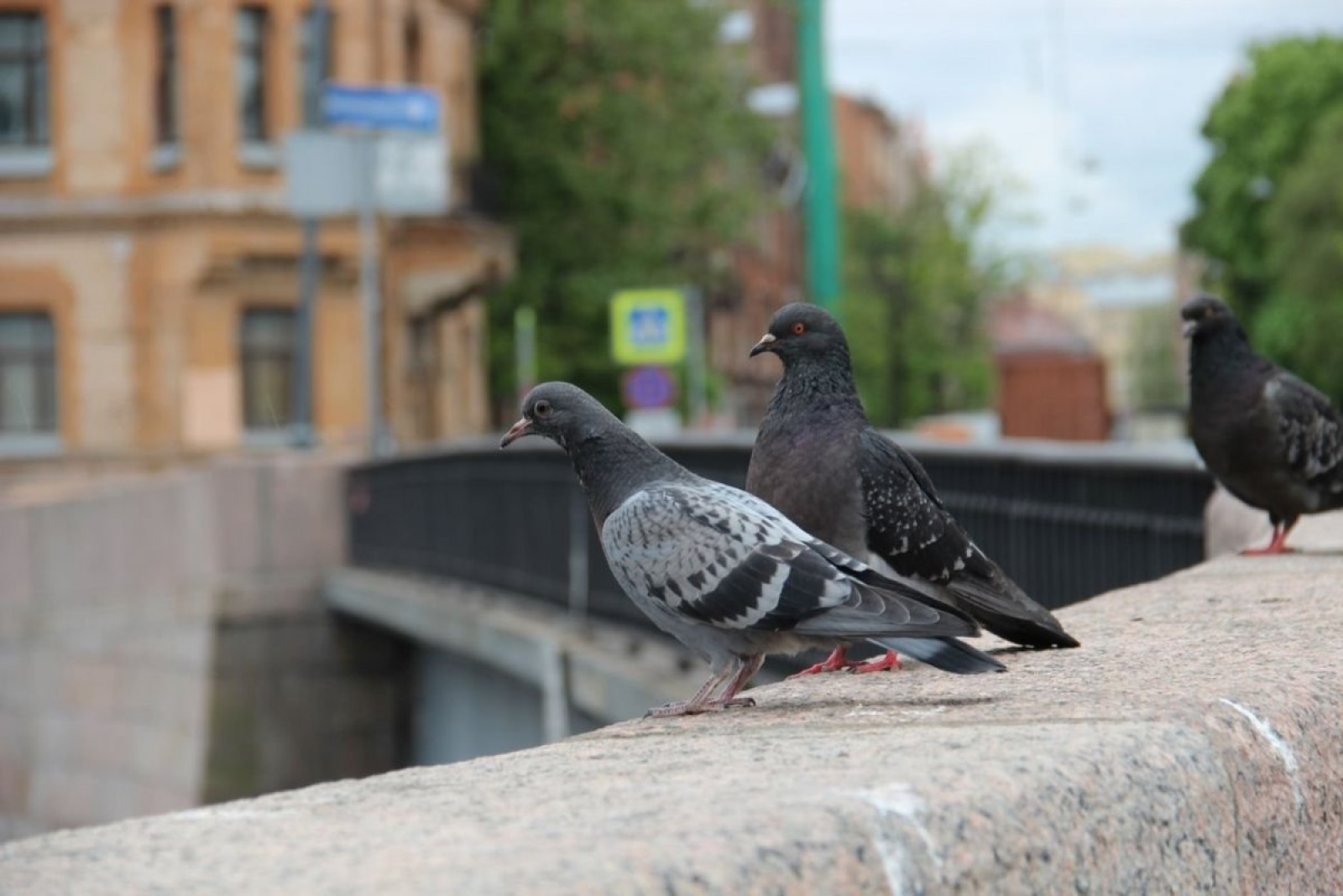 В Сколково вывели породу не испражняющихся голубей